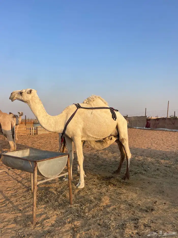 خلفه وضحاء 0