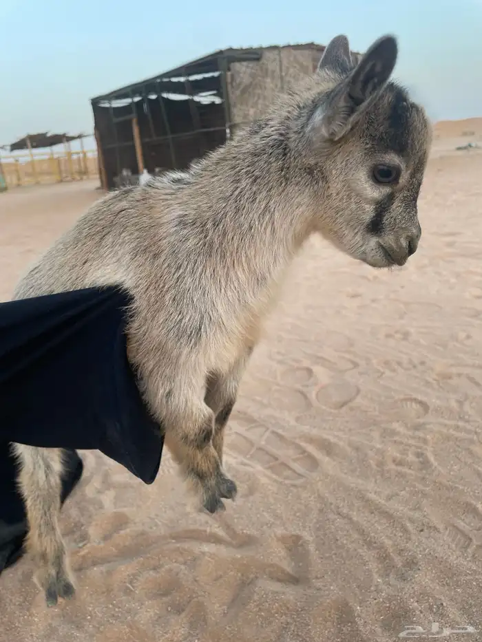 ماعز قزم ذكر تشيكي امريكي 2