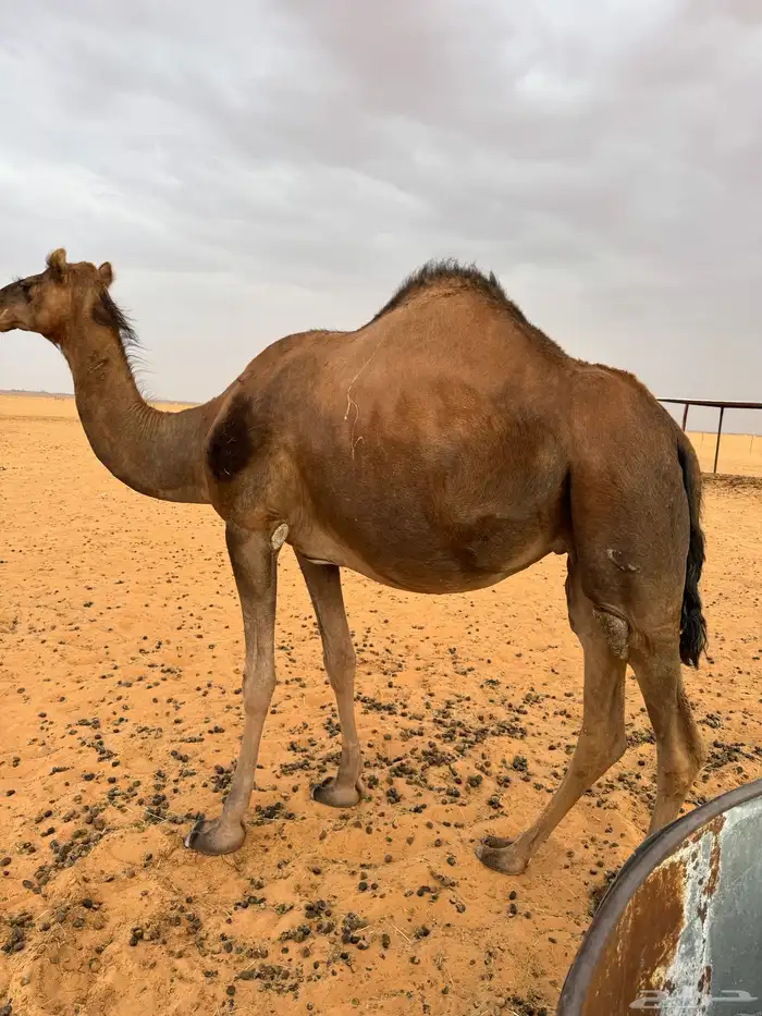 ناقه البيع 1