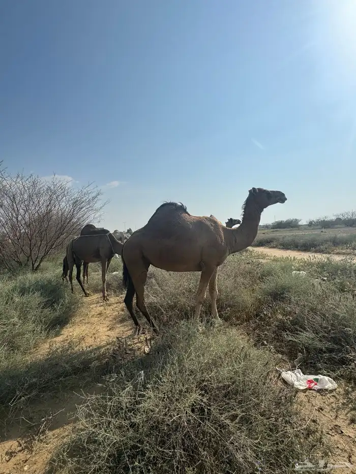 ناقة ساحلية 6