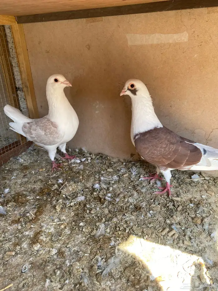 حمام مشكل باكستاني وزاجل وراعبي وشامي 1