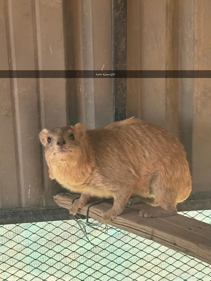 و ب ر ا ن صنف للبيع 2