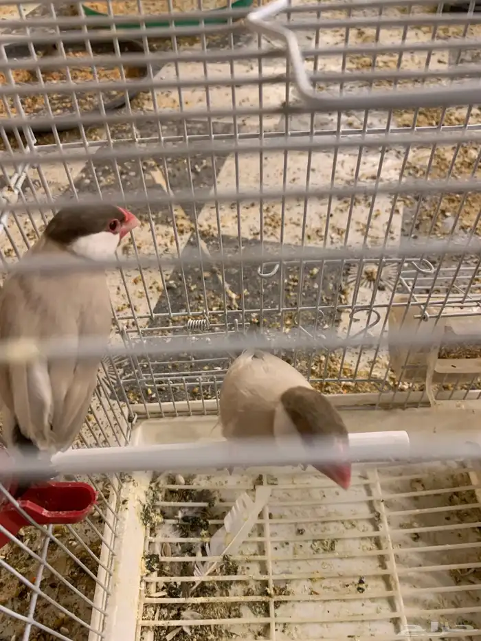 زوج جاوا كريمي 3
