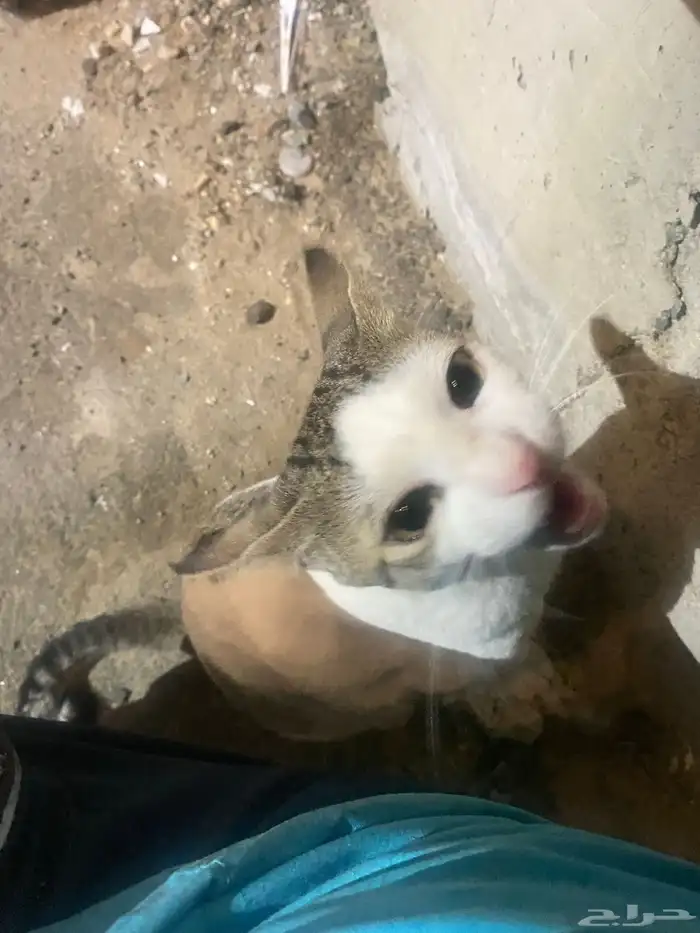 قطه للبيع العمر تسعه اشهور نضيفه مره اتمنا الا يهملها ا 1