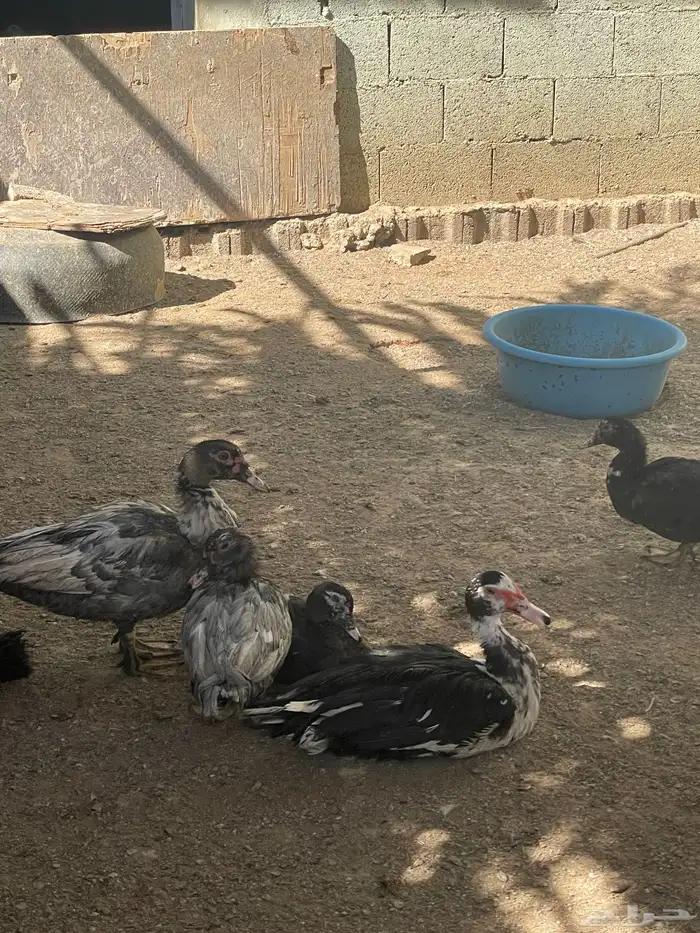 ورز - بط - رومي للبيع 2