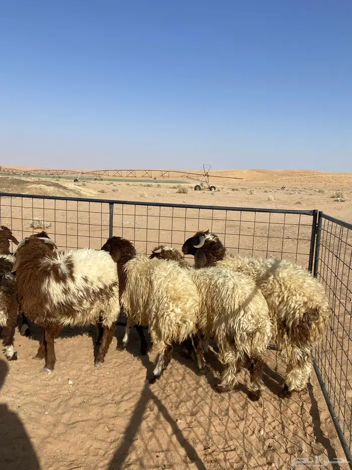 تم البيع 0