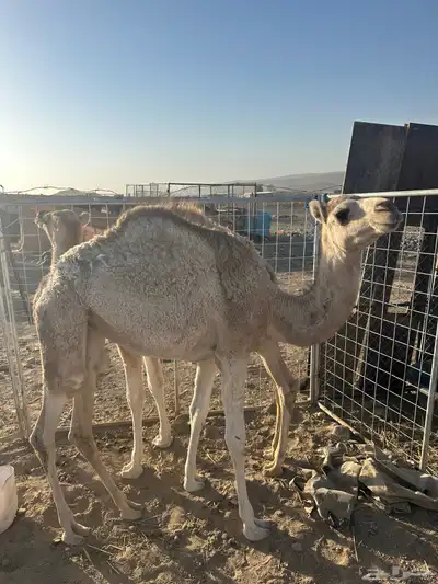 بكره لبيع 0