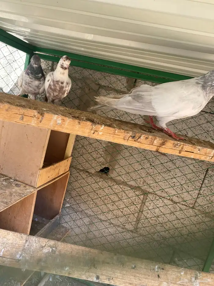 حمام مشكل باكستاني وزاجل وراعبي وشامي 3