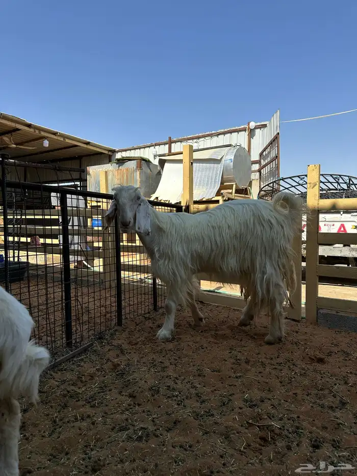 معزى وضان عارضيات وحريات 6