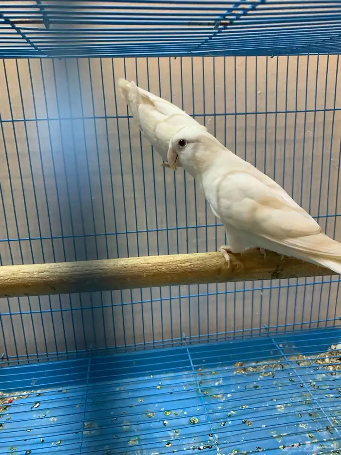 جوز روز البينو منتج 0