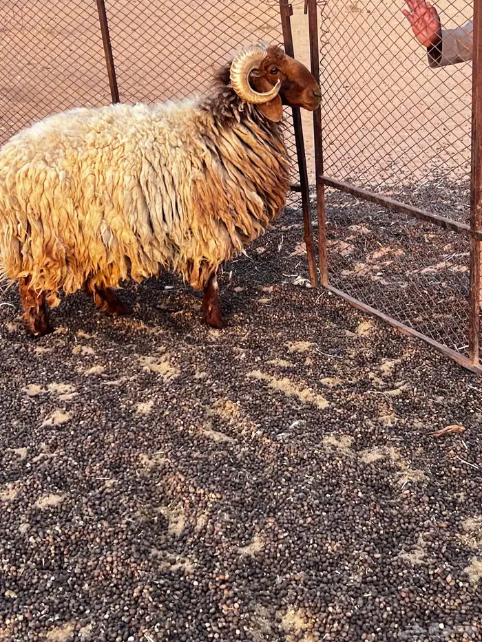 خروف نعيمي شرط وصحه. 0