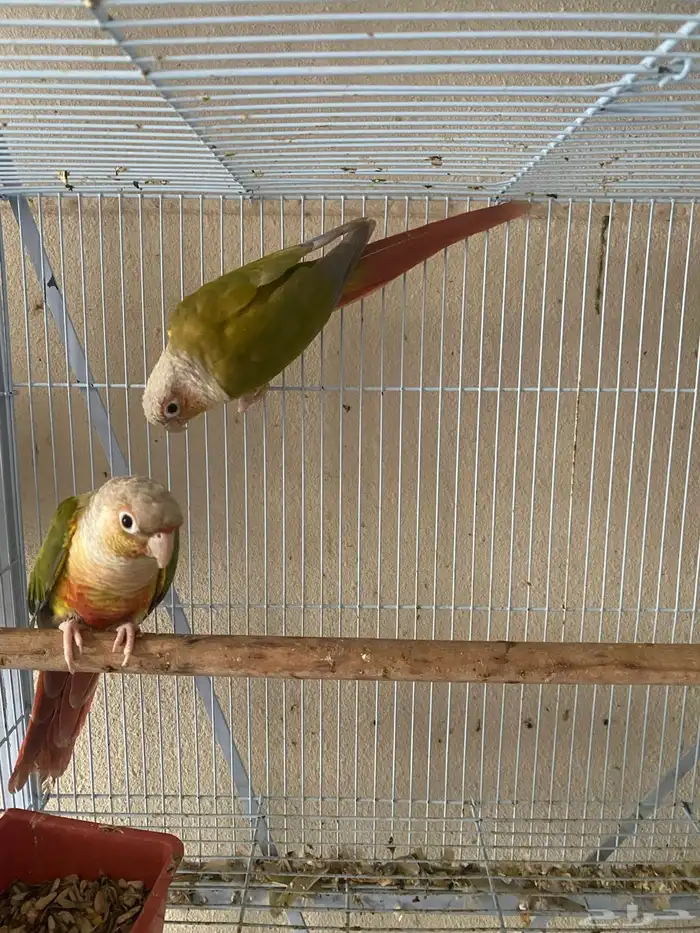 طيور كنيور 2