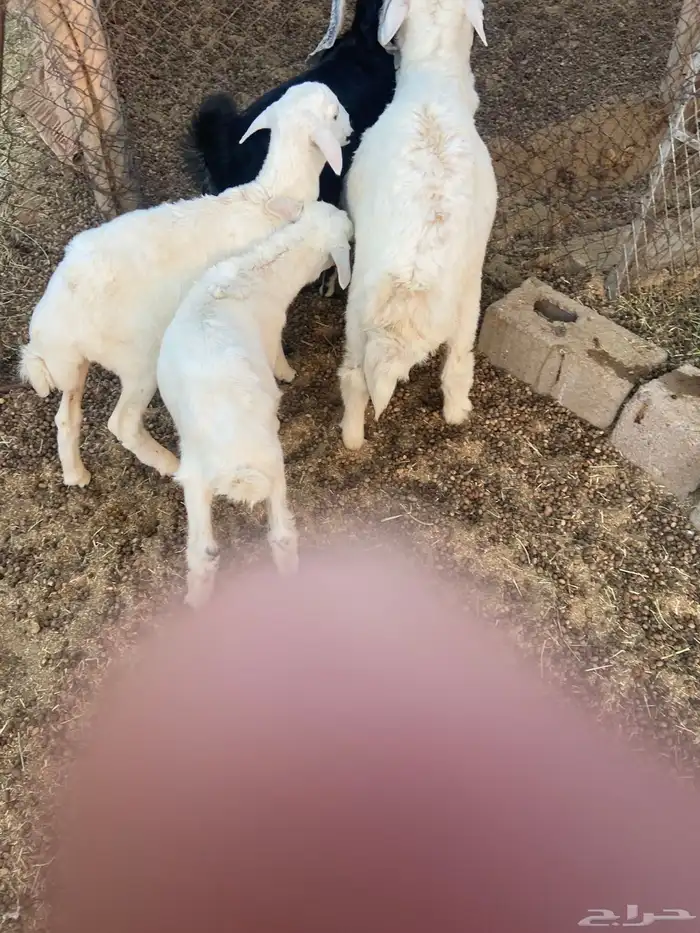 طليان حريه 2