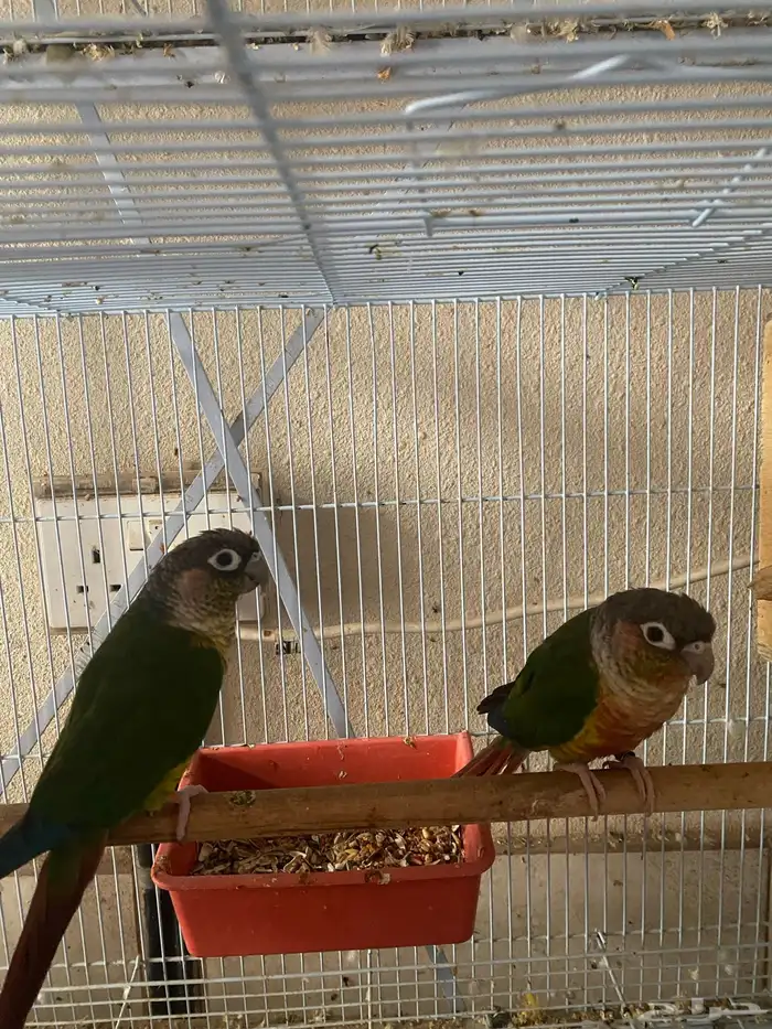 طيور كنيور 0