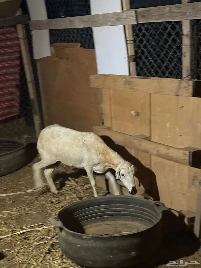 صبيا _ قرية الحرف 0