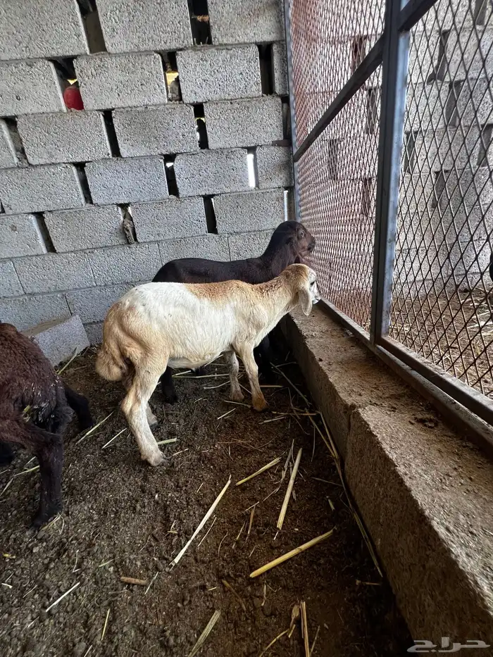 رخيل وكبش تربية للبيع 3