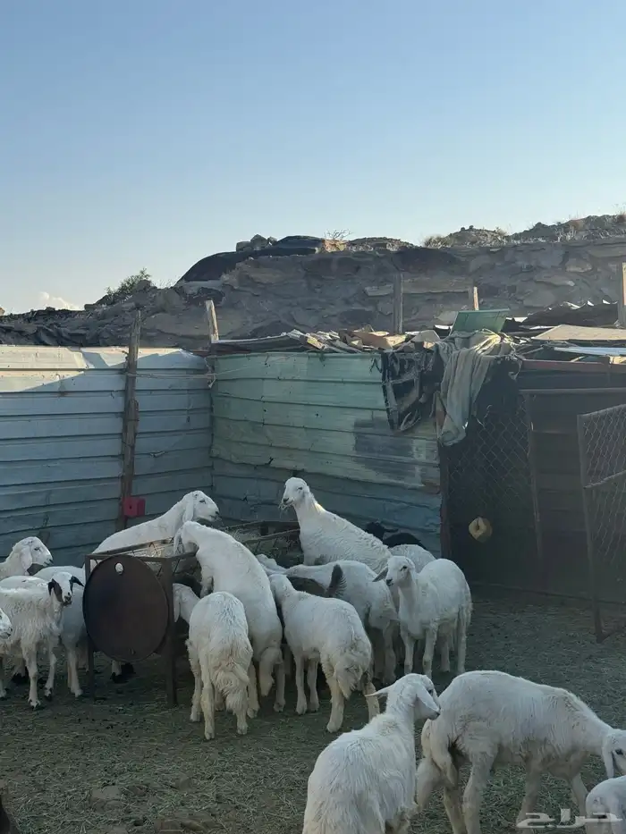 بهم للبيع العدد 18 فيه 4 رخال والباقي خرفان 0