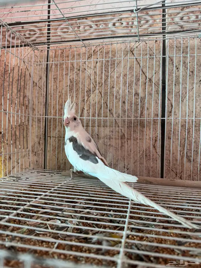 ببغاء كروان 0