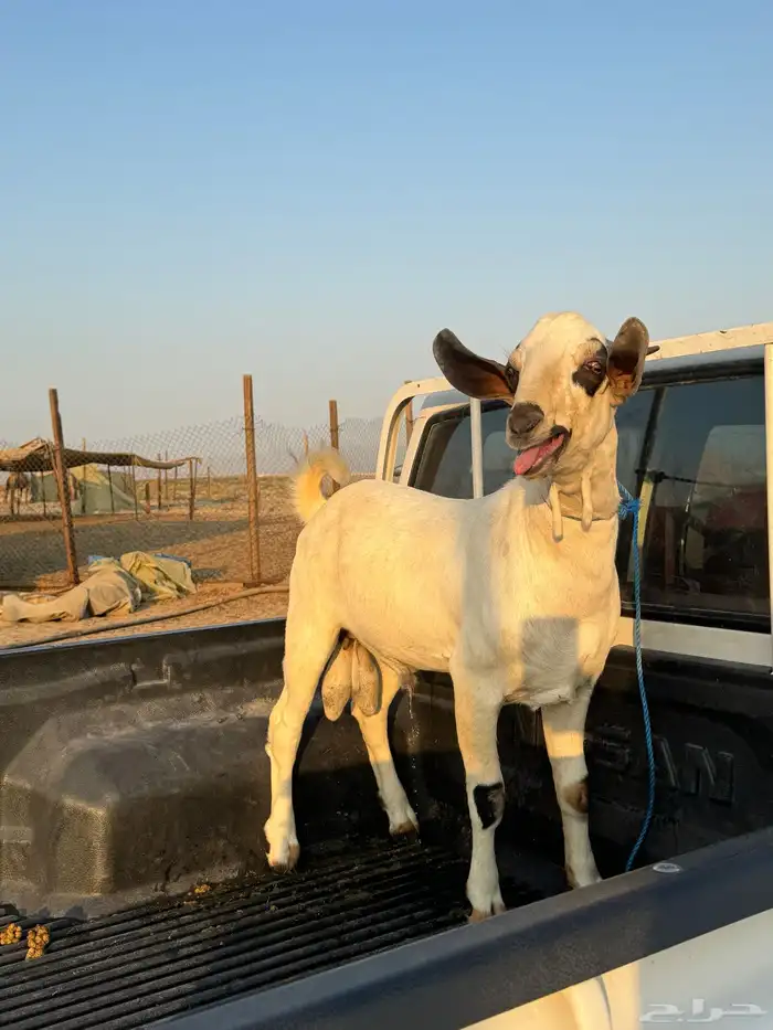 مشروع فحل بيشي للبيع في الدمام 2