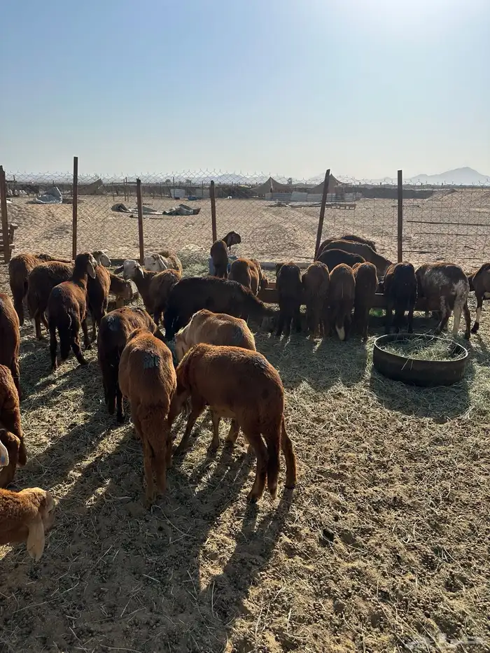 طليان سواكني حمري (تم البيع) 0