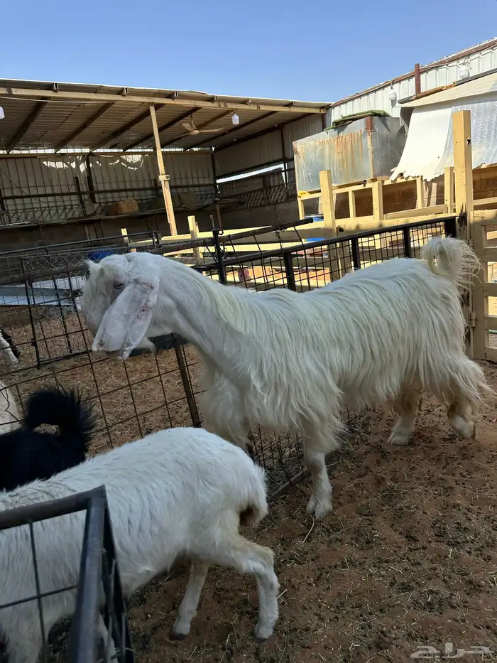 معزى وضان عارضيات وحريات 0