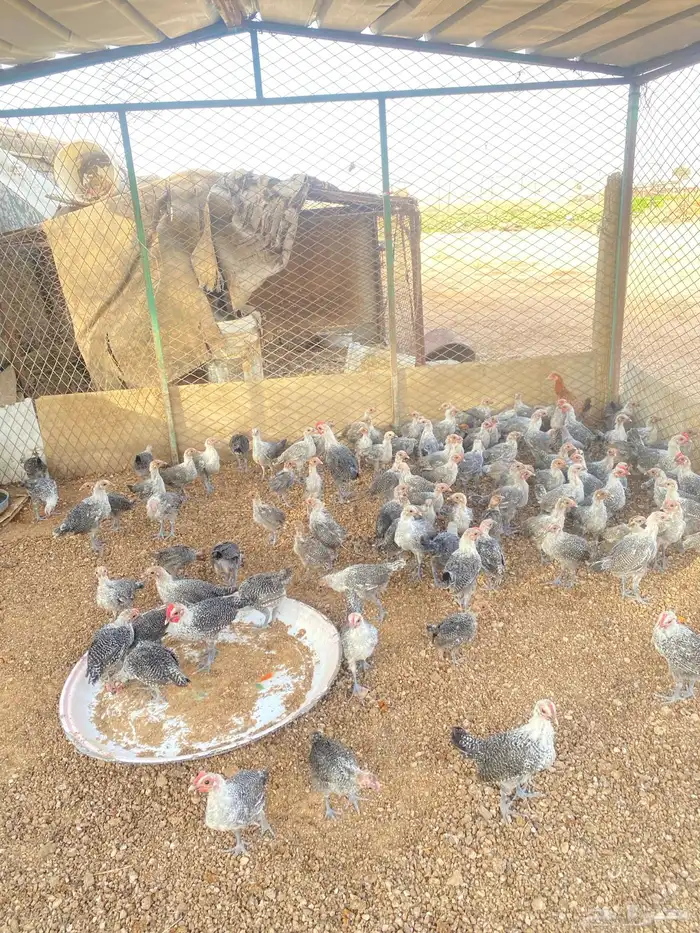 للبيع دجاج فيومي شبابي 3