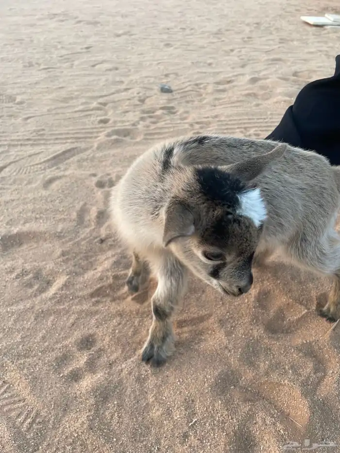 ماعز قزم ذكر تشيكي امريكي 1