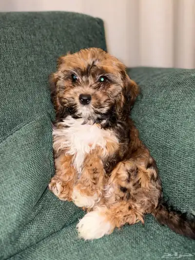 shih poo dogs for sale كلاب شيبو للبيع index