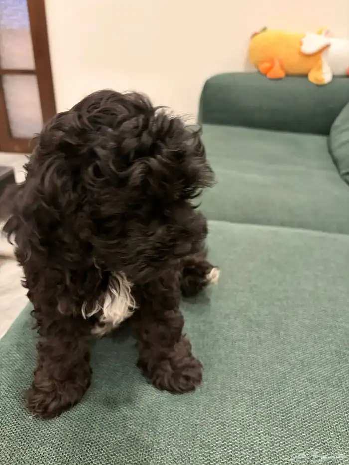 shih poo dogs for sale كلاب شيبو للبيع 28