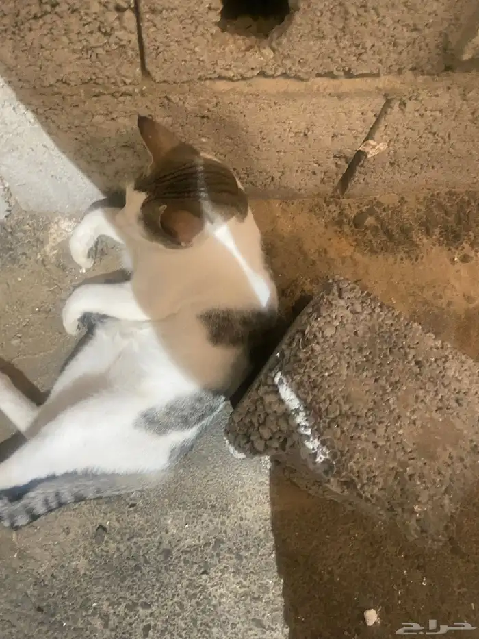 قطه للبيع العمر تسعه اشهور نضيفه مره اتمنا الا يهملها ا 4