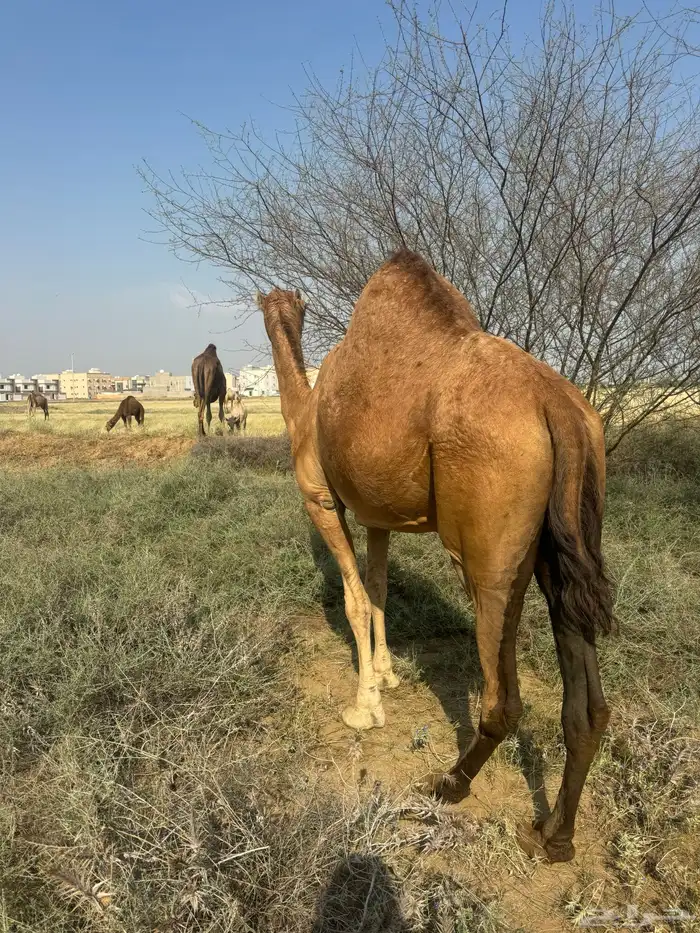 ناقة ساحلية 1