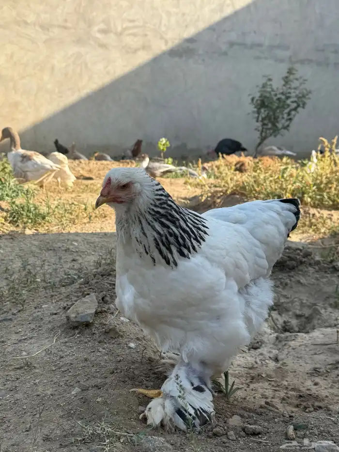 دجاج براهماء 2