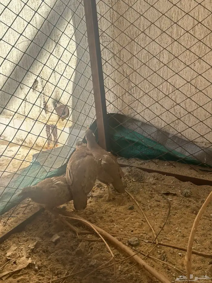 حجل بري 1