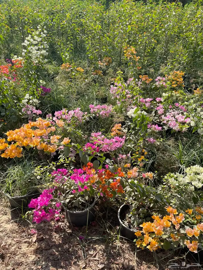 شتلات ياسمين أحمر وزهور Flowers 4