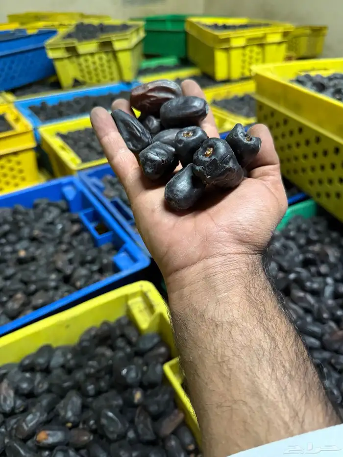 حمراء جبه   حبه كبيره ووسط 2