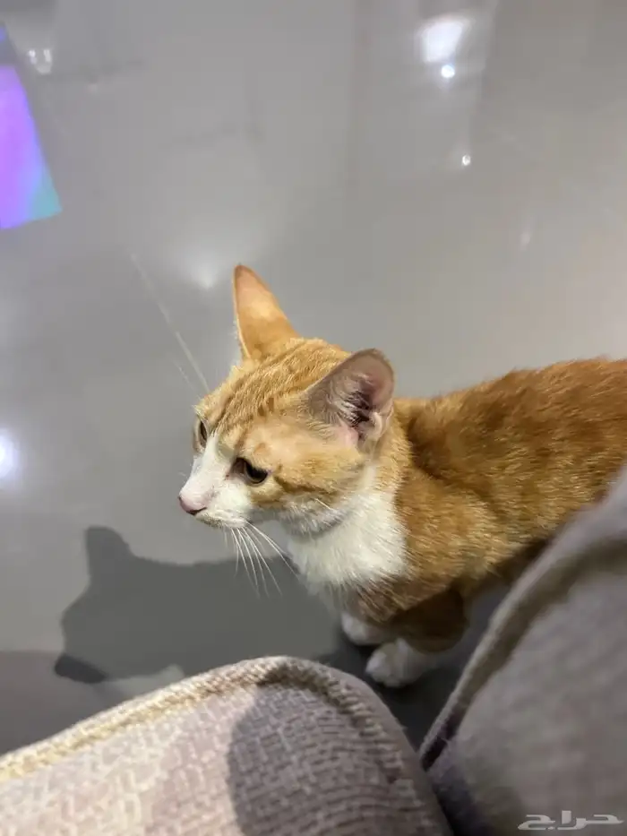 قط للتبني (تم التبني) 1