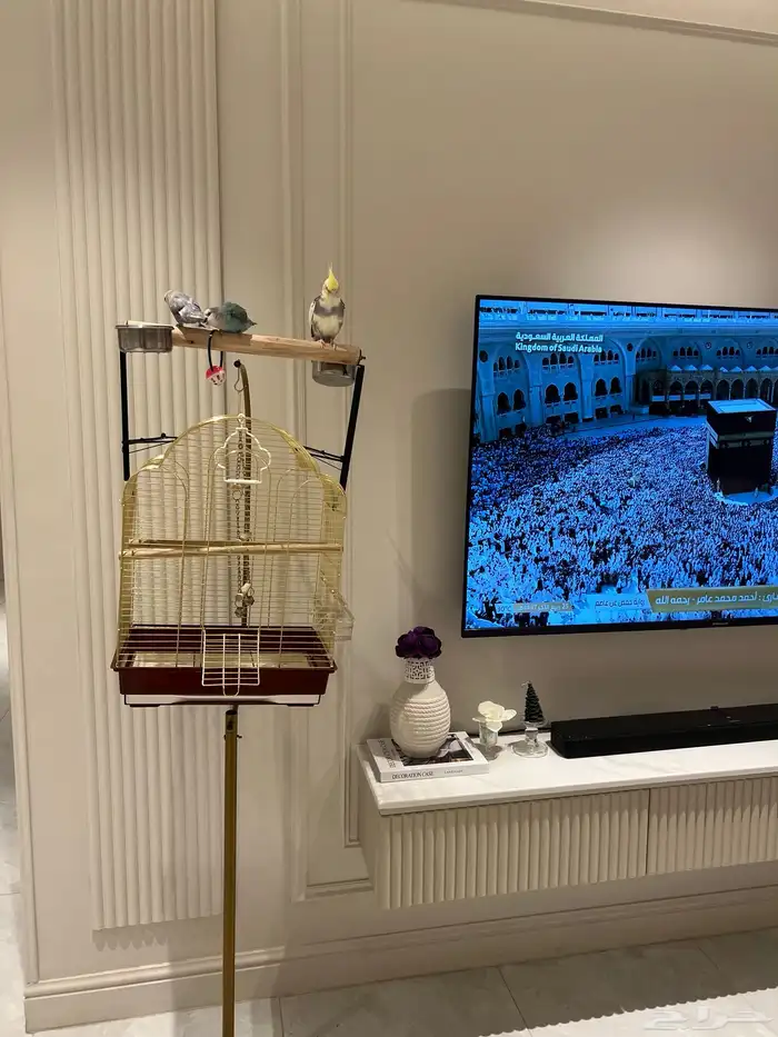 زوج روز اليف و كروان الليف بالقفص البيع كامل 5