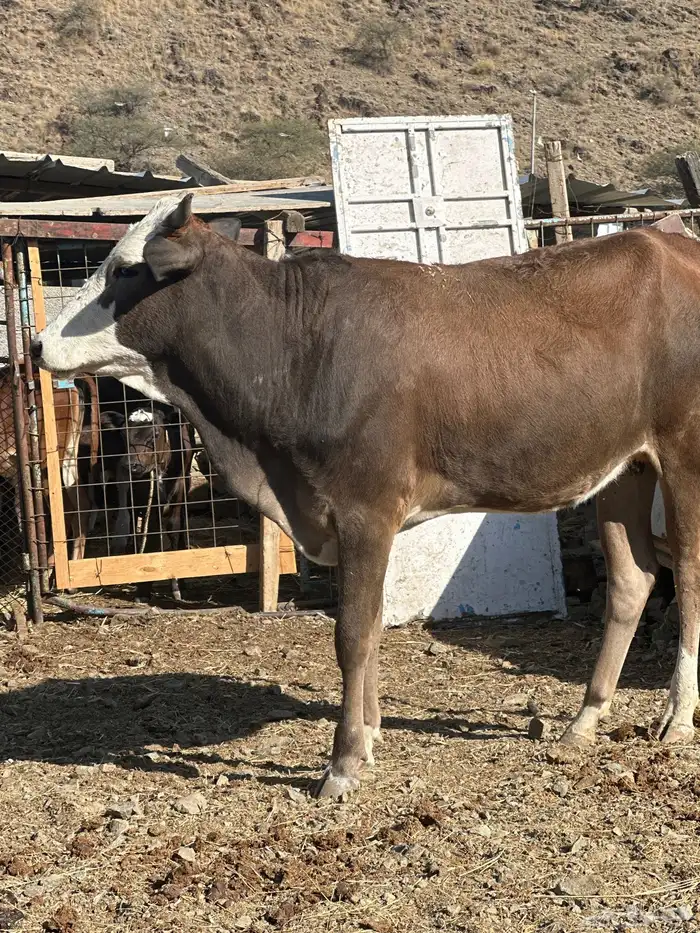 بقرة دافع 1