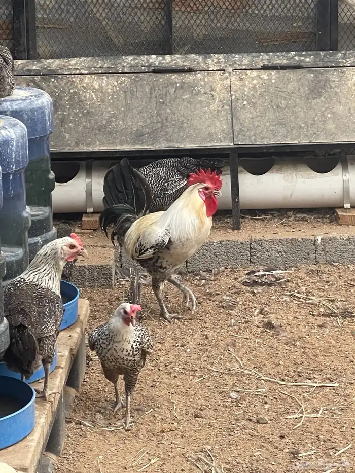 دجاج فيومي منتج 1
