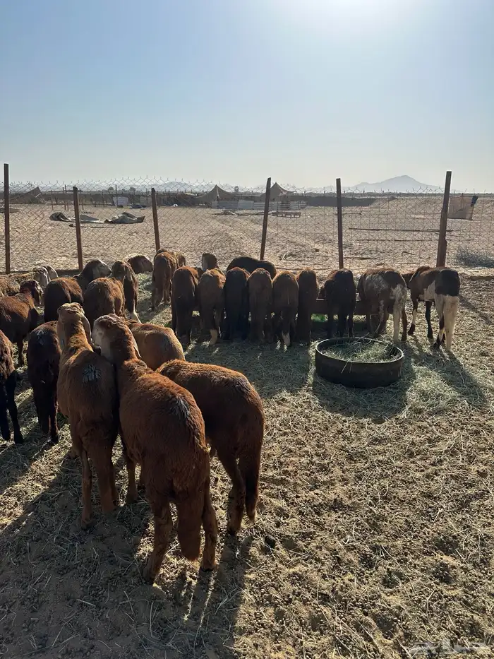 طليان سواكني حمري (تم البيع) 3