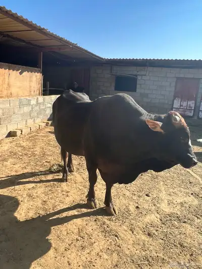 الخرج حي الريحان طريق حرض 0