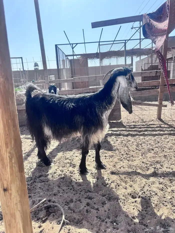 عنز مضرع (سونار) ( تم البيع ) 1