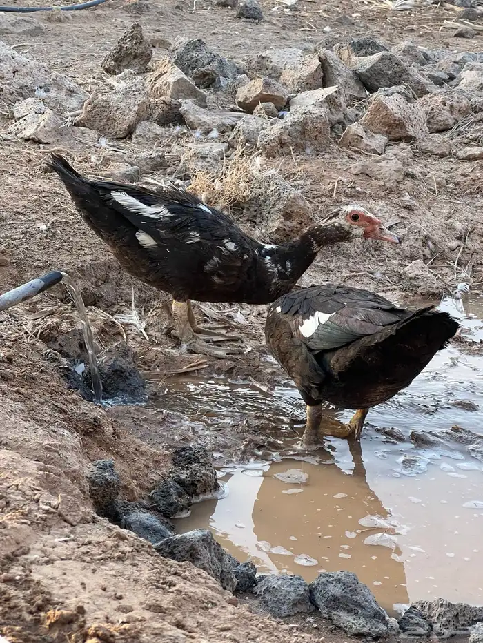 بط مصري 1