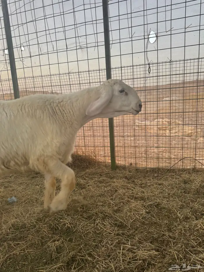 مشروع فحل صنف الصنف 3