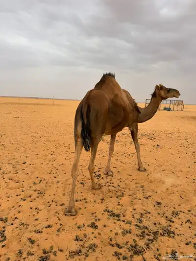 ناقه البيع index