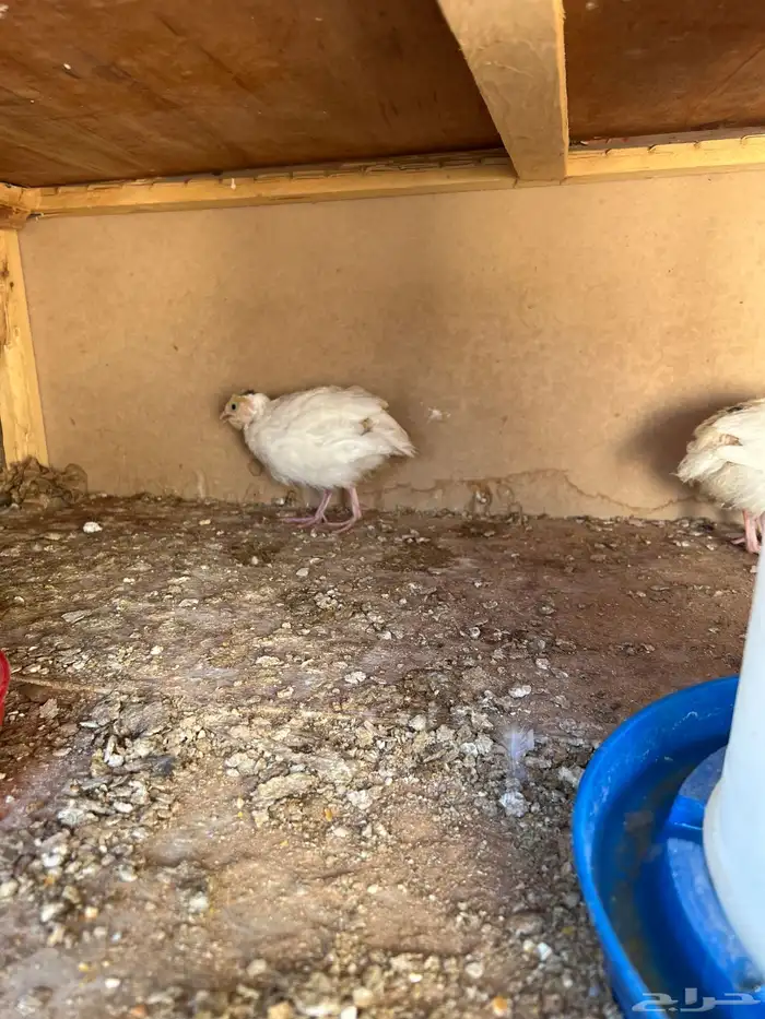 للبيع سمان تكساس عمر شهر(تم البيع) 1