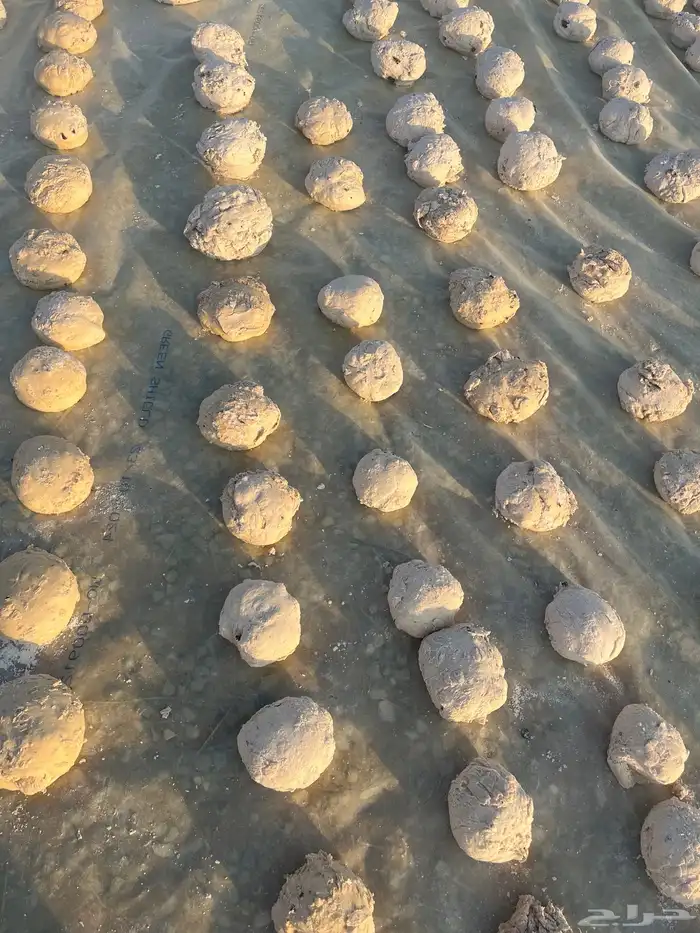 طعام عجين للحلال 2