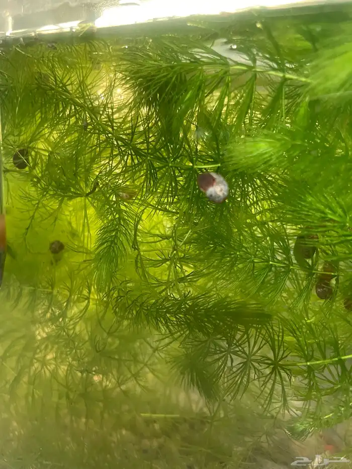 نبات ذيل الثعلب foxtail plant 2