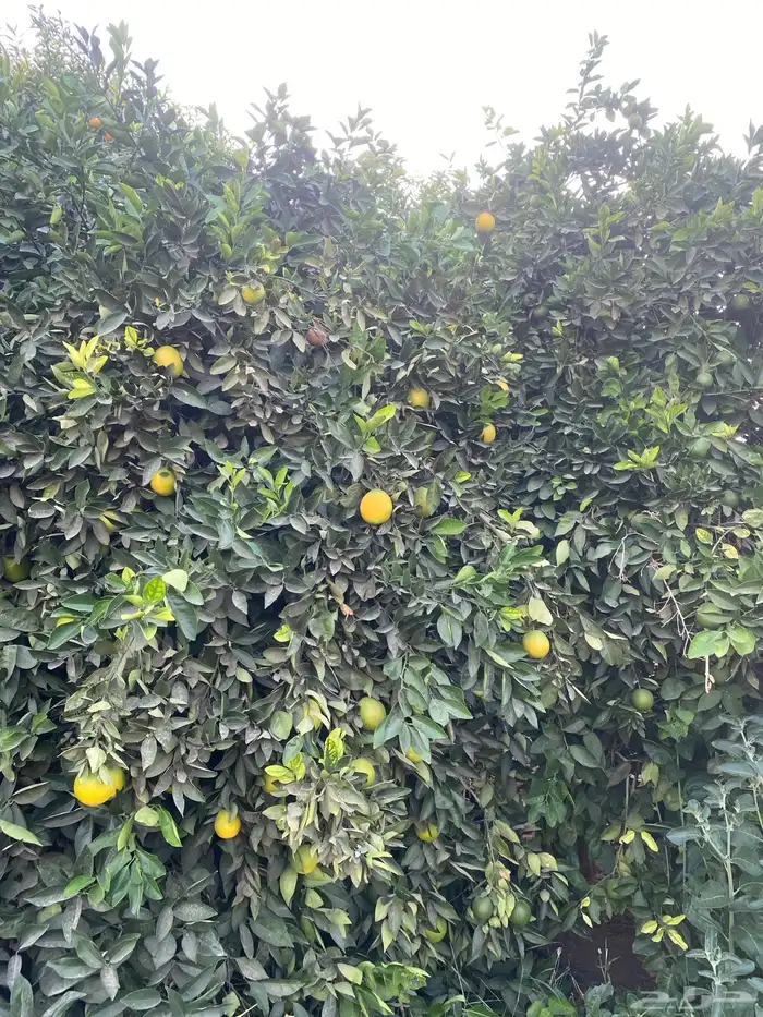 ثمار برتقال للبيع 0