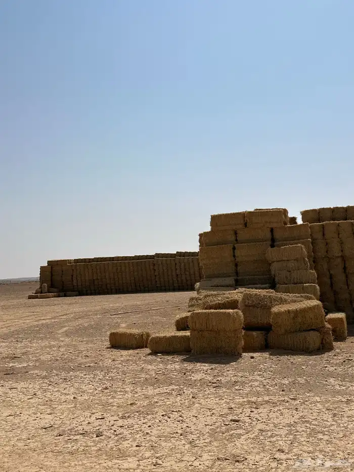 برسيم صافي 0